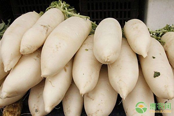 全身都是寶的蘿卜，有哪些用途？蘿卜高產(chǎn)栽培技術(shù)